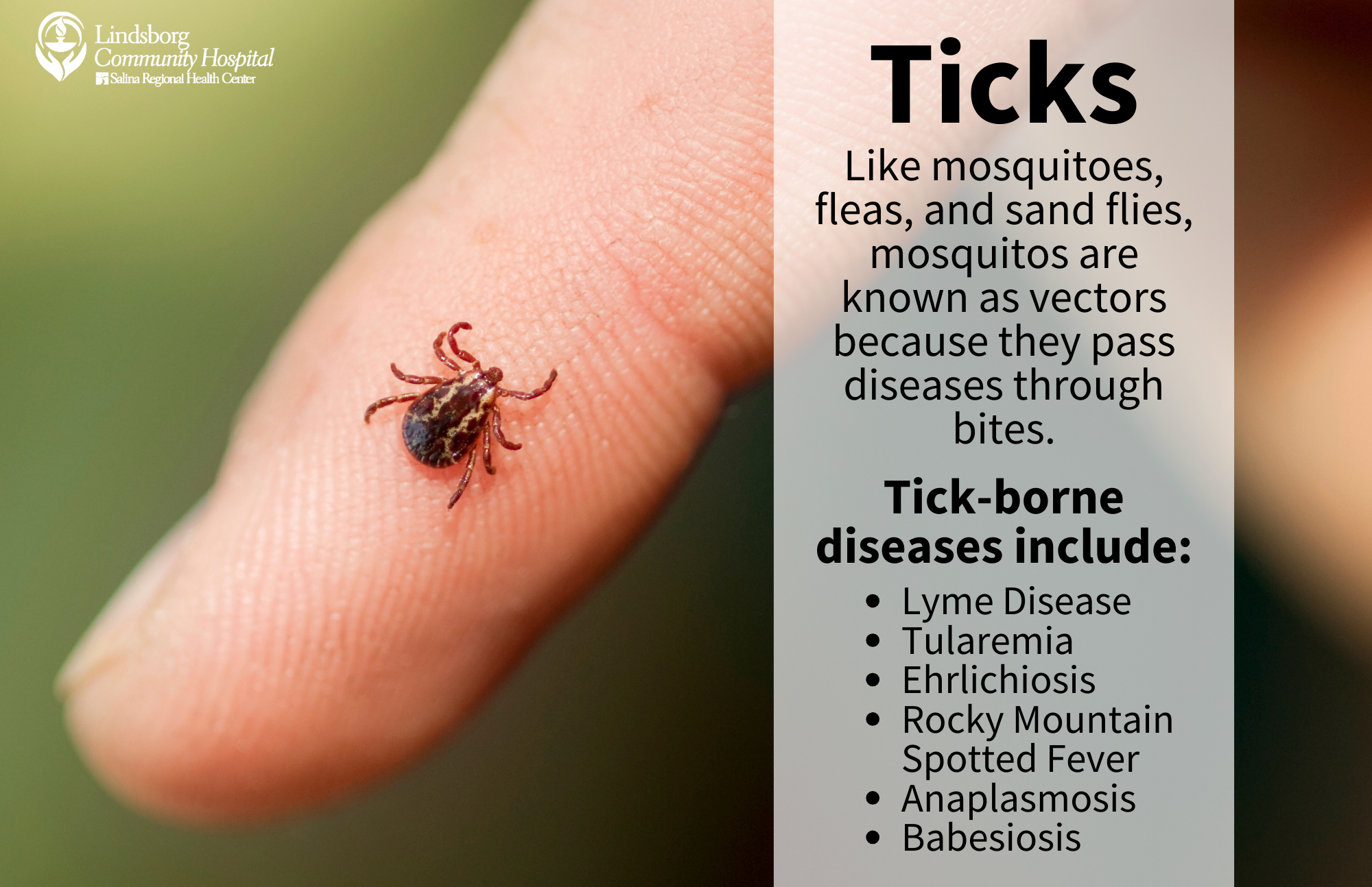 Summer Bugs - Ticks